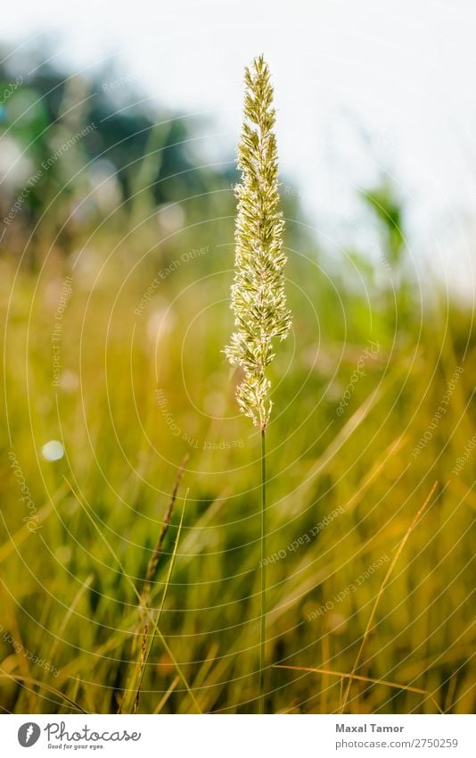 Gramineae Herbs in the Meadow Herbs and spices Summer Sun Nature Plant Wind Grass Natural Yellow background field gramineae herbaceous Lawn light poaceae