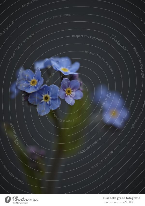 FORGET-ME-NOT Plant Flower Blossom Forget-me-not Meadow flower Garden Fragrance Love Moody Blue Colour photo Subdued colour Studio shot Detail Copy Space top