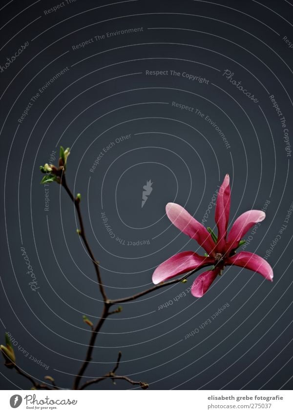 magnolia Nature Plant Bushes Blossom Wild plant Magnolia blossom Branch Esthetic Fragrance Moody Bud Pink Colour photo Studio shot Copy Space top