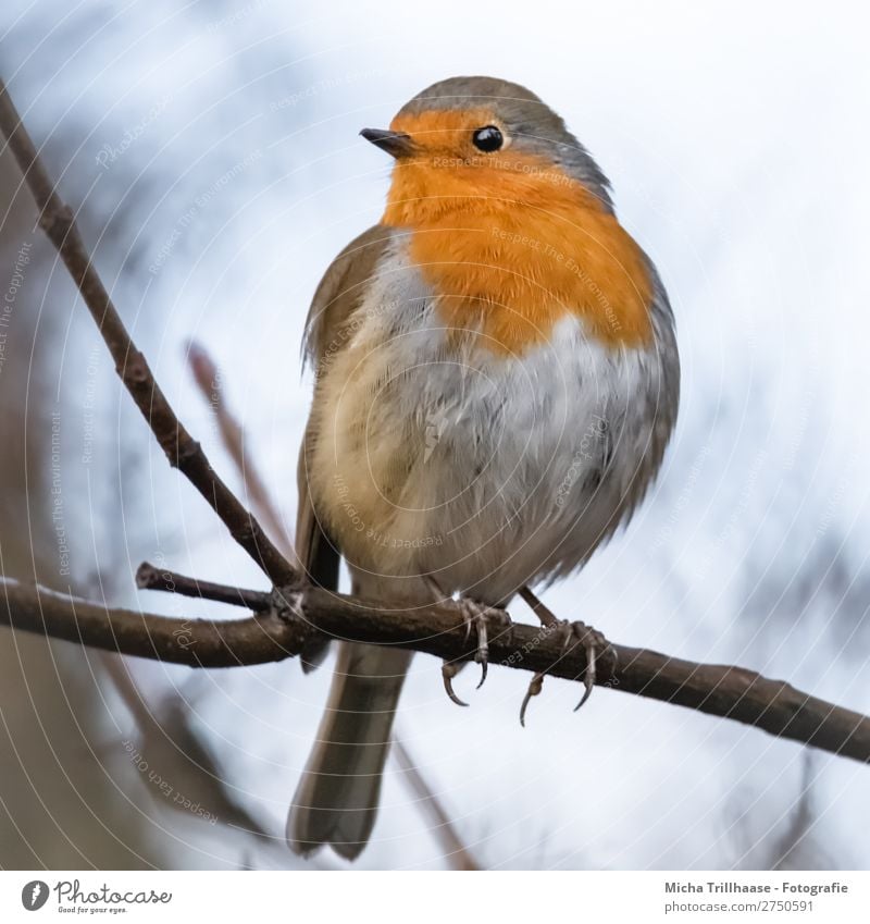 Redthroat Portrait Nature Animal Sky Sunlight Beautiful weather Tree Twigs and branches Wild animal Bird Animal face Wing Claw Robin redbreast Beak Feather Eyes