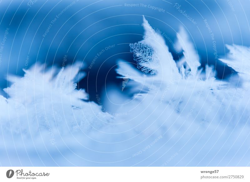 Tender ice leaf II Nature Winter Ice Frost Cold Near Blue White Ice crystal Ice sculpture Macro (Extreme close-up) Landscape format Delicate Fragile