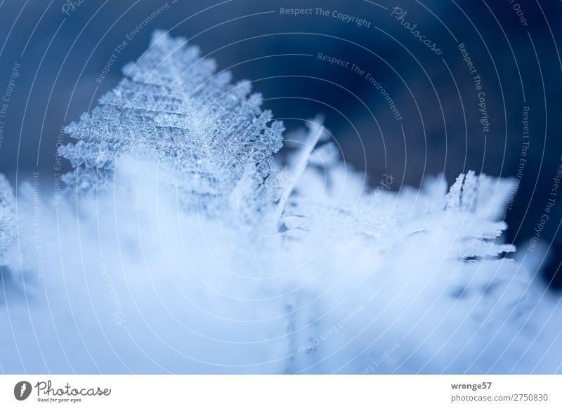 Tender ice leaf I Nature Winter Ice Frost Cold Small Natural Blue White Ice crystal Macro (Extreme close-up) Landscape format Ice sculpture Delicate Fragile