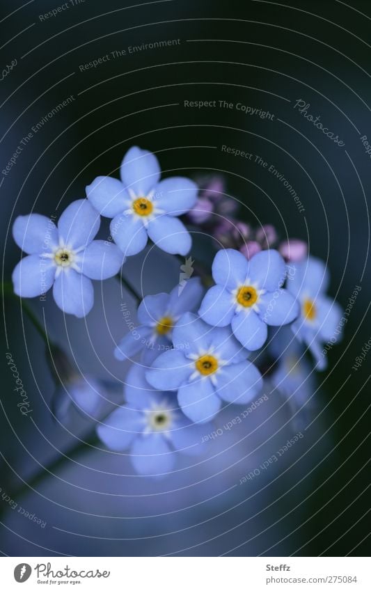 do not forget - forget-me-not Forget-me-not spring flowers Spring flower delicate blossoms Flower Blue romantic forget-me-not flower Valentine's Day Birthday