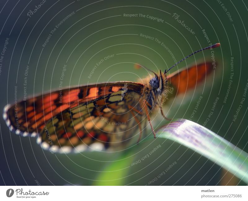 blue eye Animal Butterfly Wing 1 Blue Brown Green rest Feeler Grass Multicoloured Exterior shot Macro (Extreme close-up) Deserted Copy Space top Day