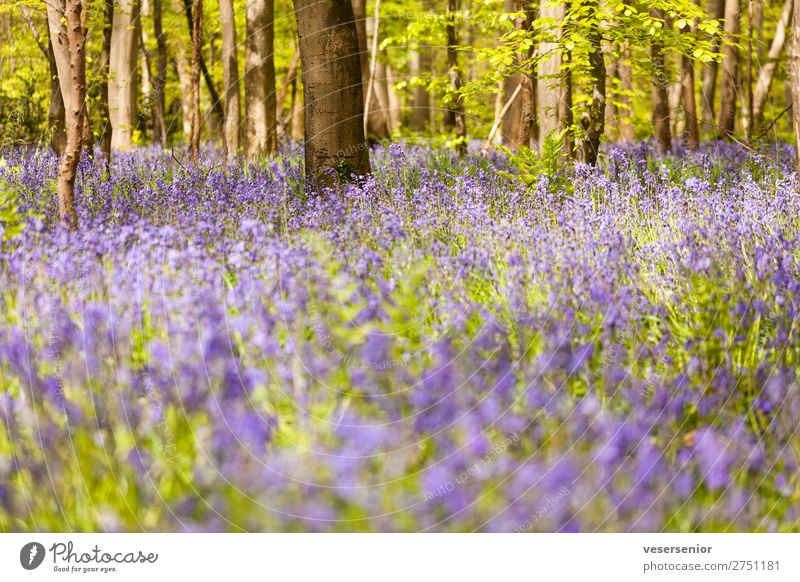 Hasenglöcklein under beech trees Nature Plant Summer Tree Flower Wild plant Forest Fragrance Under Blue Green Romance Esthetic Relaxation Peace Idyll Calm Moody