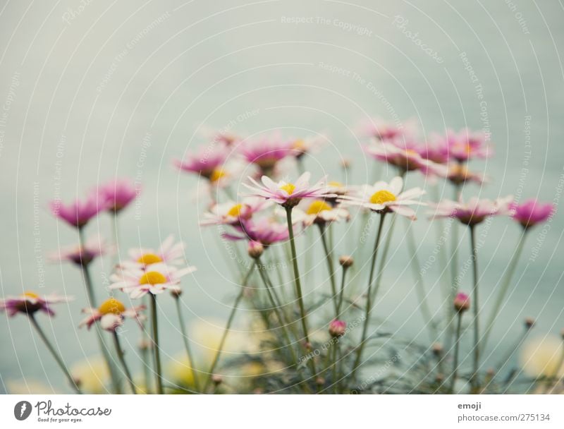 pastel Environment Nature Plant Spring Flower Bushes Leaf Blossom Foliage plant Natural Green Pastel tone Colour photo Exterior shot Close-up Day