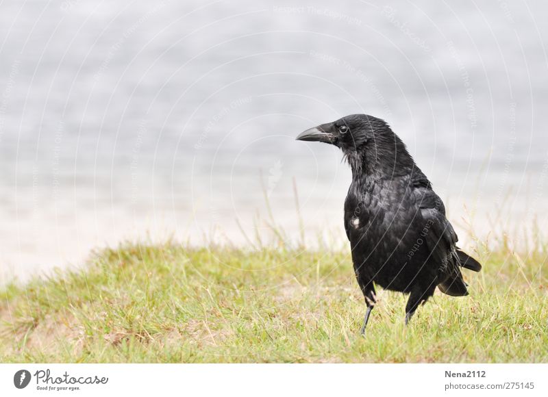 Corvus corax visiting... Nature Animal Grass Bird 1 Looking Stand Wait Threat Large Creepy Black Raven birds Common Raven omnivorous Colour photo Exterior shot