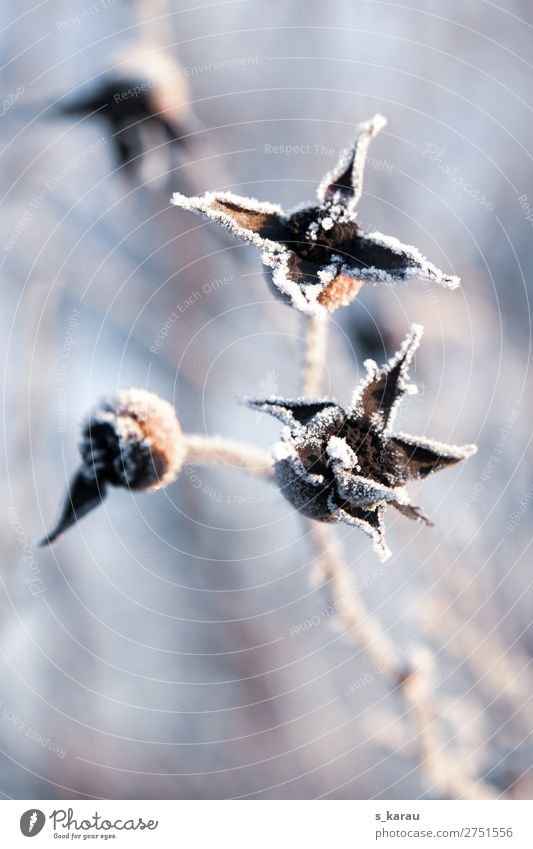 frost Environment Nature Plant Winter Weather Ice Frost Snow Garden Cold Gray White Transience Temperature Twigs and branches Blossom Bushes Frozen Seasons