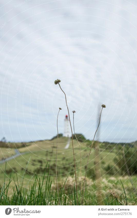 Hiddensee l hidden Nature Landscape Plant Clouds Spring Summer Weather Baltic Sea Island Lighthouse Manmade structures Building Architecture Above Hide Horizon