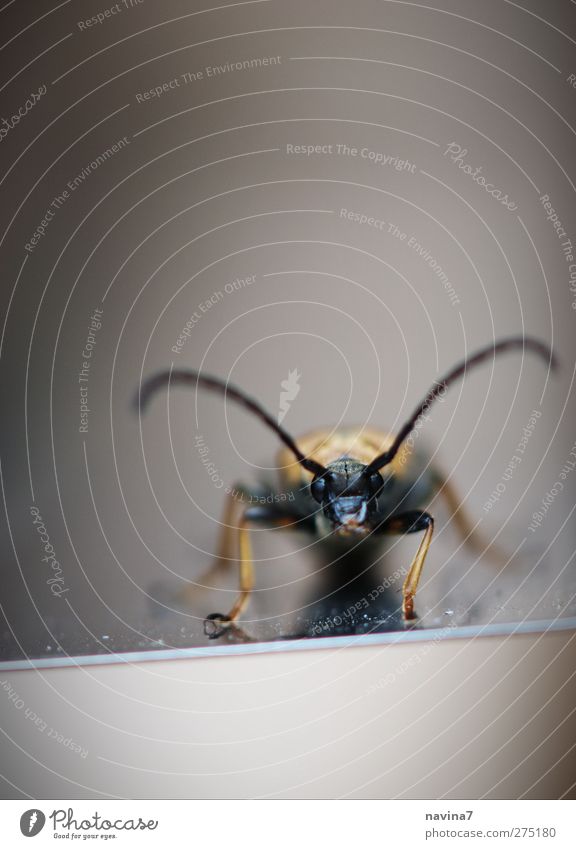 bug Antenna Animal Beetle 1 Small Gold Black Frontal Colour photo Exterior shot Detail Deserted Copy Space top Day Shallow depth of field Central perspective