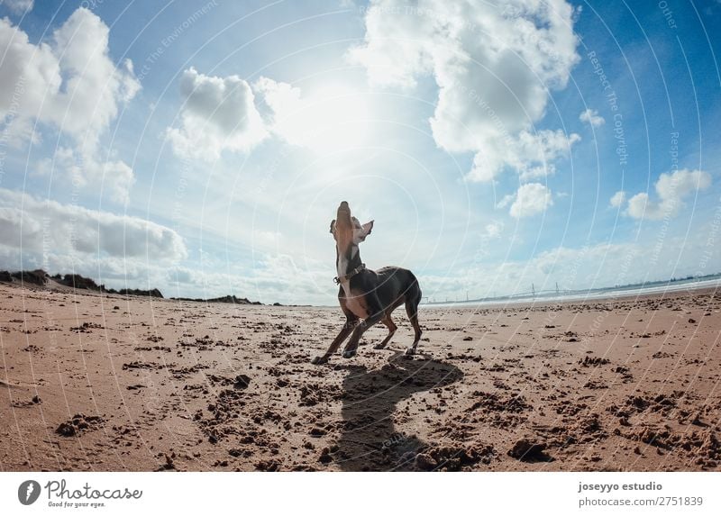 Mini pincher dog playing with the ball on the beach Joy Happy Beautiful Playing Summer Beach Ocean Friendship Nature Animal Sand Pet Dog Jump Thin Funny Gray