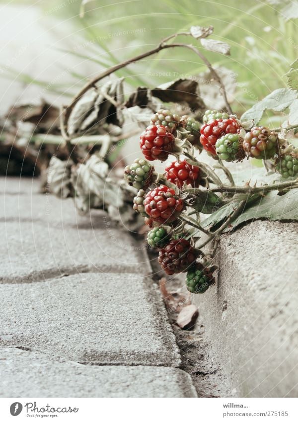 highwayman Fruit Environment Nature Plant Summer Autumn Bushes Wild plant Blackberry Stone Green Red Immature Mature Wayside Limp Thorn Creeper Roadside