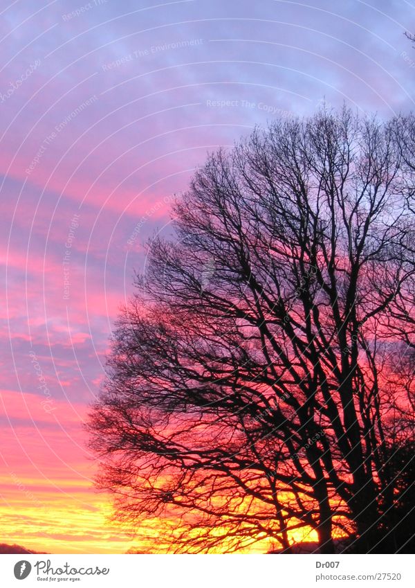 sky Sky Sunset Beautiful Branch