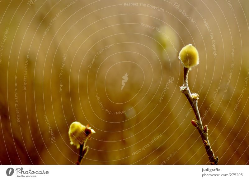 Iceland Environment Nature Plant Spring Wild plant Willow-tree Growth Natural Soft Colour photo Exterior shot Detail Copy Space top Day