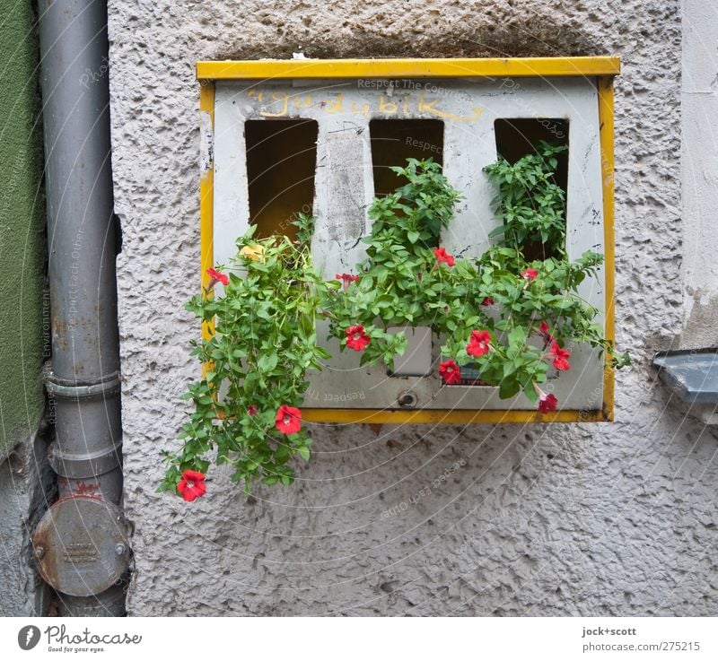 Flower - Automat Berlin Wall (building) Downpipe Gumball machine Blossoming Hang Growth Exceptional Broken Moody Uniqueness Embellish Fashioned Vandalism Idea