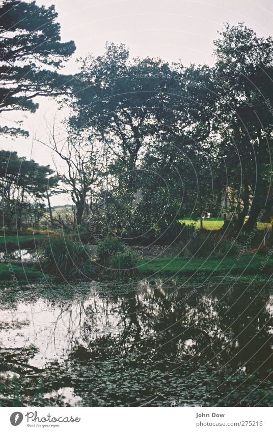 English bucolic Trip Adventure Sunlight Plant Tree Grass Bushes Garden Park Lakeside Pond Wild Loneliness Hope Horizon Idyll Transience Jinxed Overgrown England