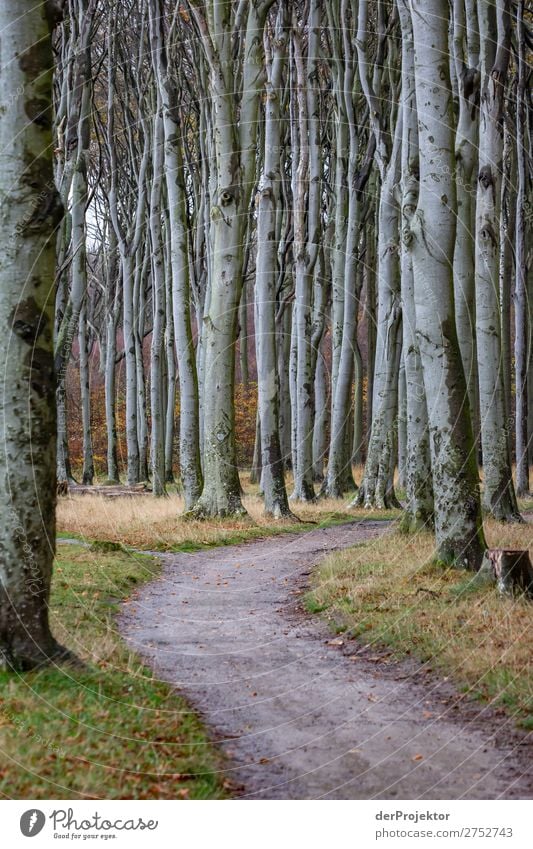 Ghost forest in Nienhagen XIV Central perspective Contrast Light Day Copy Space middle Copy Space bottom Copy Space left Copy Space right Copy Space top