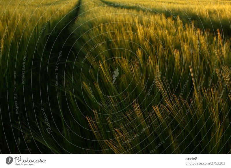 Barley field in late summer Summer Foliage plant Agricultural crop Field Fresh Healthy Beautiful Happy Joie de vivre (Vitality) Spring fever Carbohydrates