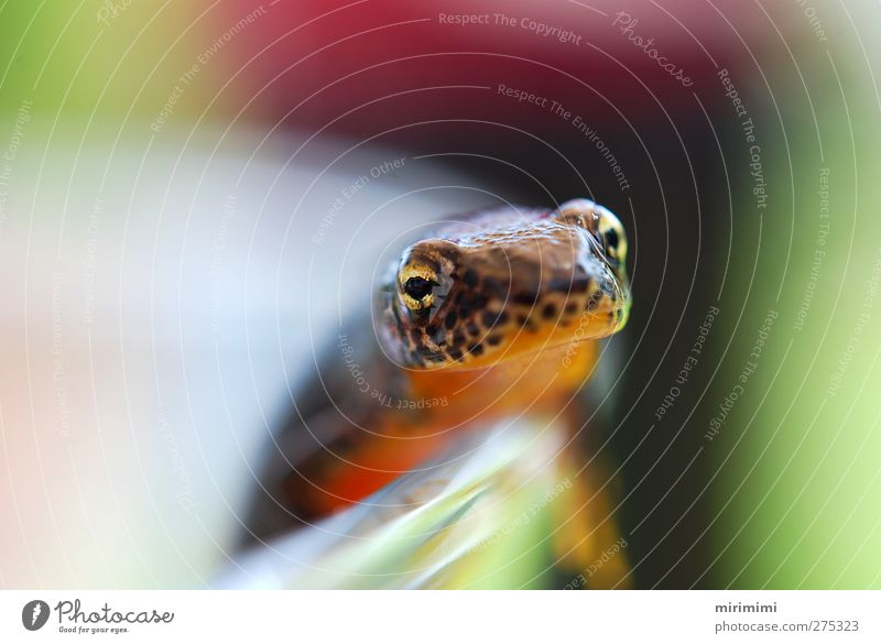 Molchi on the edge Animal Frog 1 Esthetic Glittering Wet Curiosity Brown Green Orange Red Newt Leopard print Gold Colour photo Exterior shot