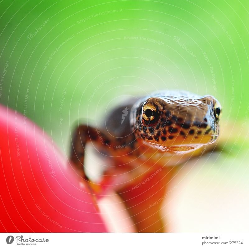 Molchi on the move Animal Frog Animal face 1 Near Curiosity Brown Gold Green Orange Red Newt Radish Leopard print Colour photo Exterior shot