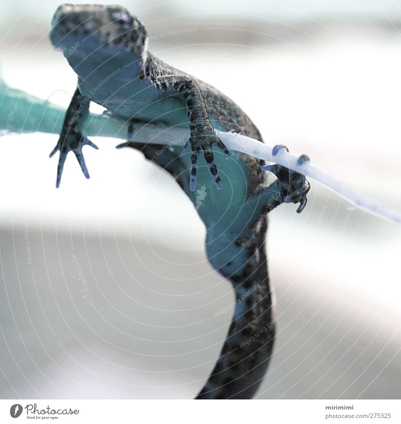 Molchi in Blue Animal Frog 1 Discover Hang Newt Leopard print Subdued colour Exterior shot Macro (Extreme close-up) Neutral Background Day Silhouette Blur