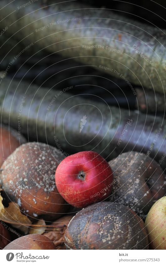 Alone under the lazy bones Food Apple Environment Nature Autumn Garden Lie Old Fresh Healthy Natural Brown Red Colour photo Exterior shot Deserted Day