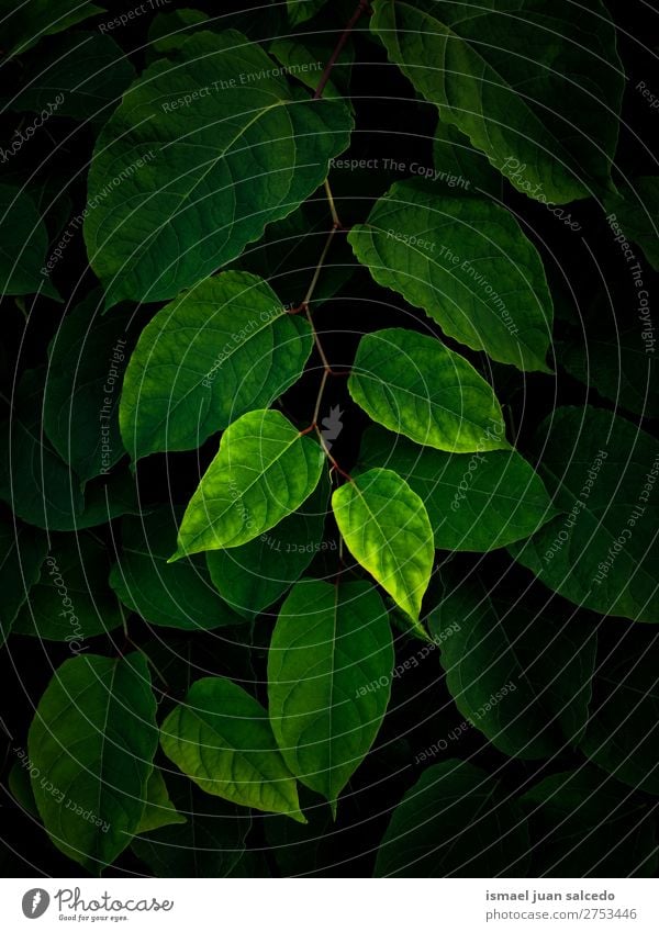 green leaves texture Plant Leaf Green Garden Floral Nature Decoration Abstract Consistency Fresh Exterior shot background Beauty Photography fragility spring