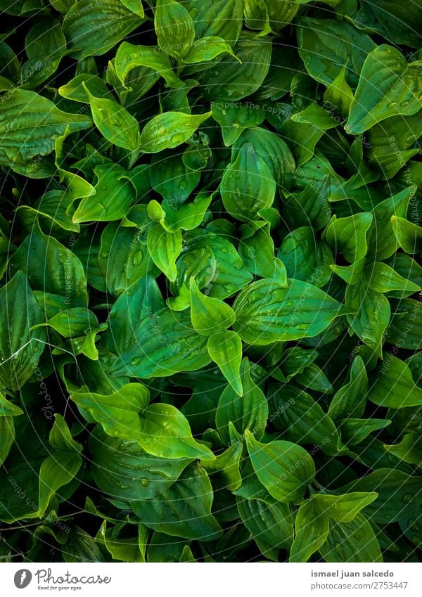 green leaves texture Plant Leaf Green Garden Floral Nature Decoration Abstract Consistency Fresh Exterior shot background Beauty Photography fragility spring