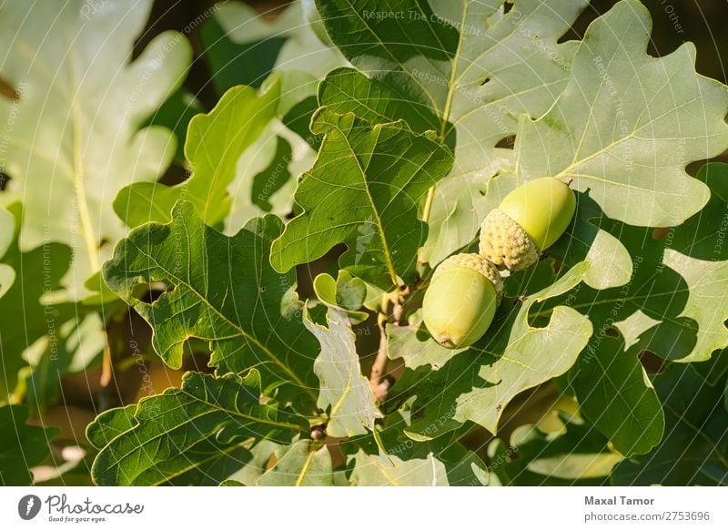 Macro of Acorn Fruit Summer Nature Tree Leaf Forest Growth Bright Green Colour Botany branch nut oak Seasons seed sunshine Consistency twig wood young Close-up