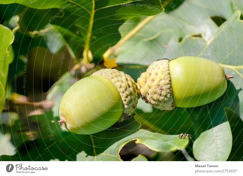 Macro of Acorn Fruit Summer Nature Tree Leaf Forest Growth Bright Green Colour Botany branch nut oak Seasons seed sunshine Consistency twig wood young Close-up