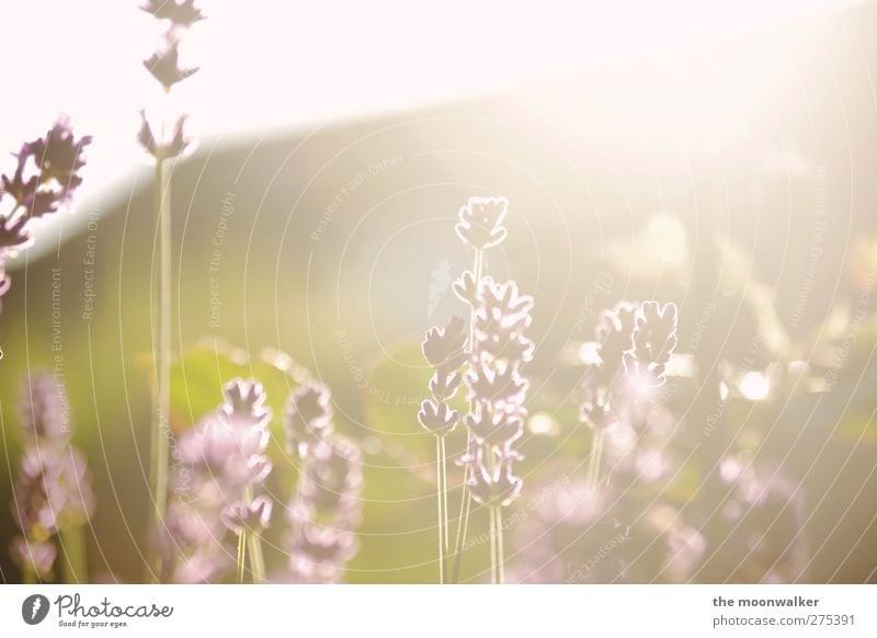 Walking on sunshine Nature Plant Sunrise Sunset Sunlight Spring Summer Flower Blossom Lavender Lavender field Garden Meadow Southern France Provence Faded