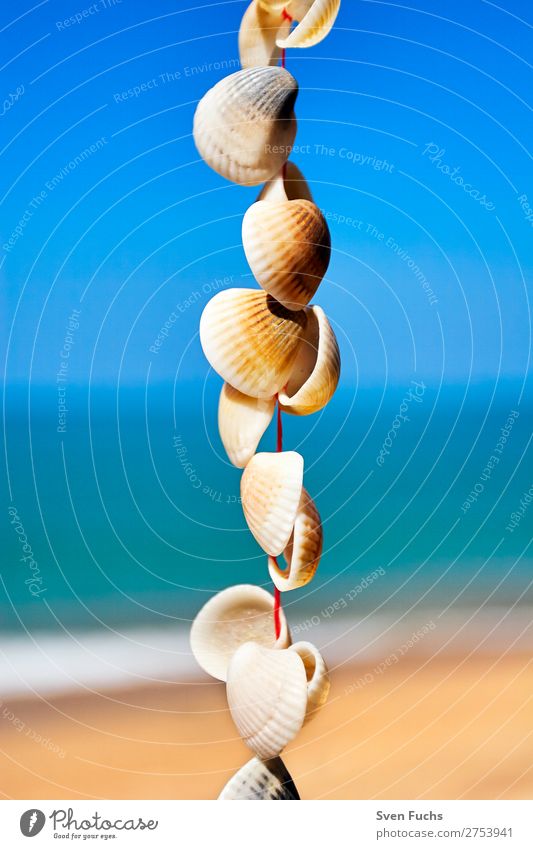 Mussels on a string in front of sky, sea and sandy beach Life Harmonious Relaxation Meditation Vacation & Travel Summer Beach Ocean Decoration Craft (trade)