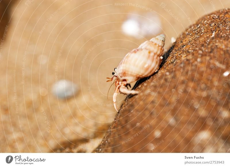 Hermit crab walking on a rock Exotic Vacation & Travel Summer Beach Ocean Living or residing House (Residential Structure) Nature Animal Sand Water Coast Pet