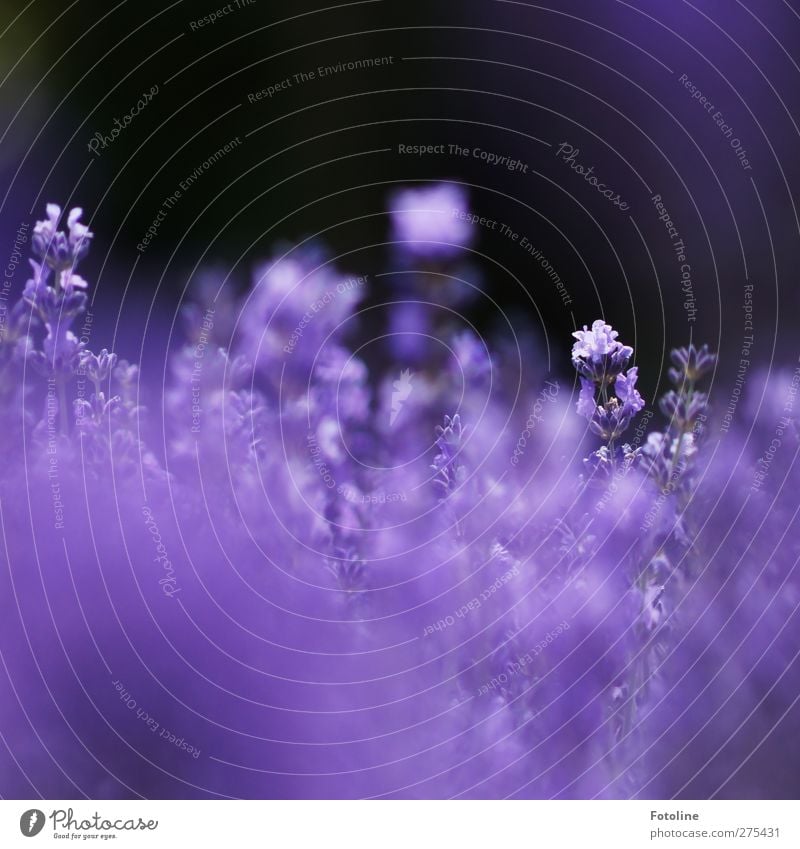 lavender Environment Nature Plant Summer Flower Blossom Garden Park Natural Violet Lavender field Colour photo Multicoloured Exterior shot Close-up Deserted