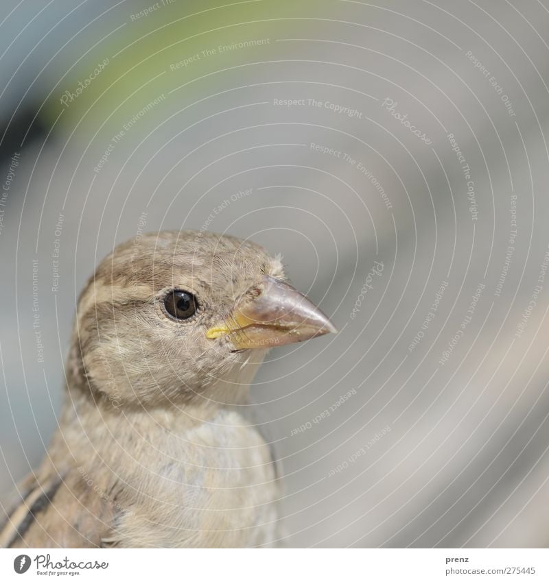 portrait Environment Nature Animal Wild animal Bird 1 Gray Head Beak Colour photo Exterior shot Copy Space right Copy Space top Day Central perspective