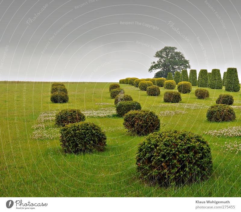 "Very british" trimmed conifers on a meadow in Marihn, in between the white clover blooms in the lawn Tourism Trip Art Exhibition Plant Tree Bushes Village