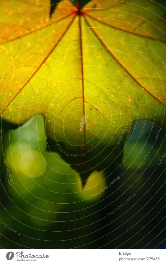 leaf lamps Nature Plant Sunlight Summer Beautiful weather Leaf Maple leaf Illuminate Esthetic Friendliness Warmth Yellow Green Red Colour Rachis Colour photo