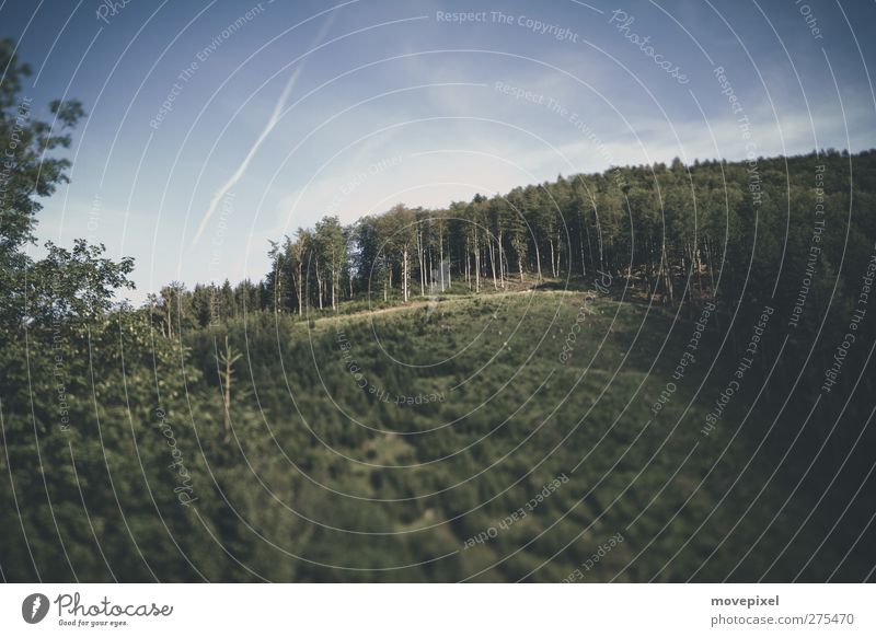 forest aisle Landscape Forest Hill Blue Green Environment Forestry Monoculture Logging Colour photo Exterior shot Deserted Copy Space top Copy Space bottom