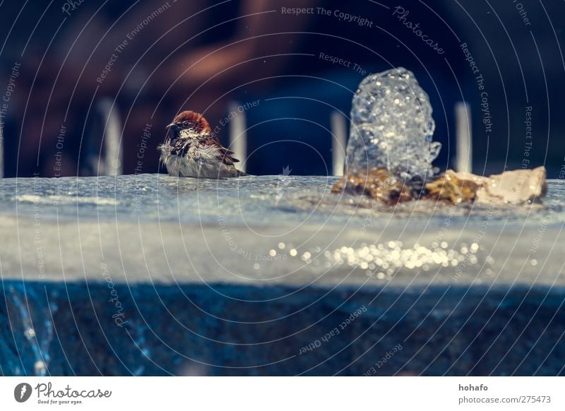 Bathing sparrow Water Beautiful weather Warmth Animal Wild animal Bird 1 Swimming & Bathing Colour photo Exterior shot Day Animal portrait