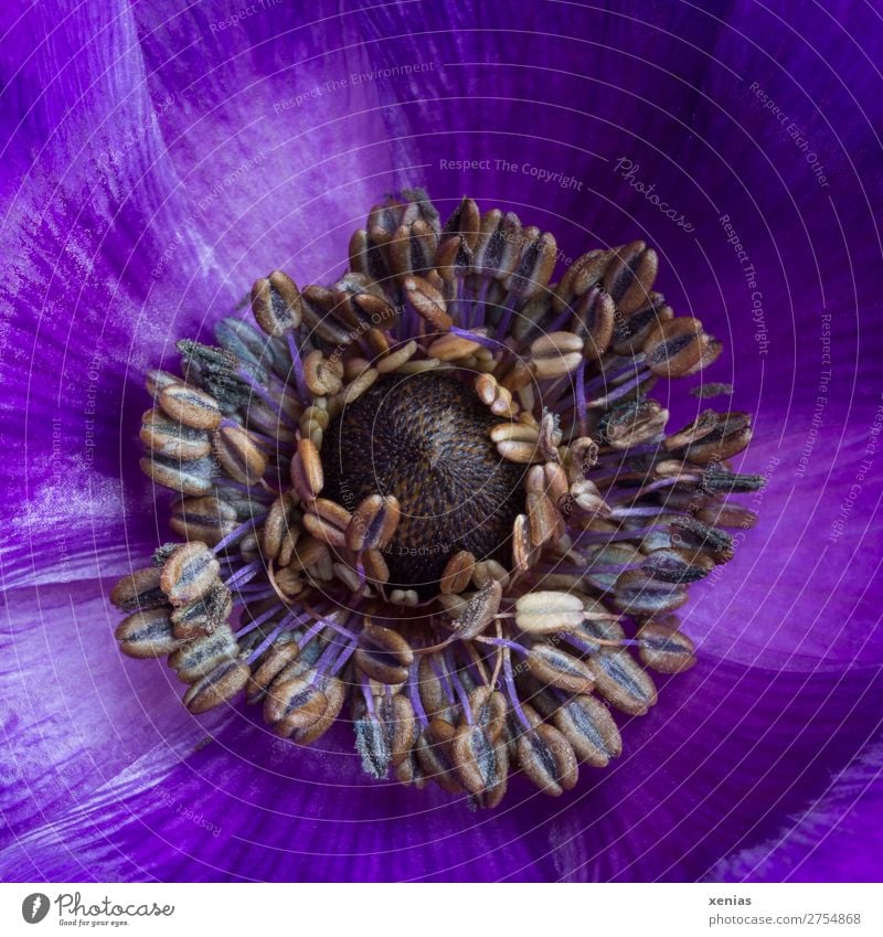 purple anemone Spring Flower Blossom Anemone Crowfoot plants Blossoming Brown Violet Stamen Blossom leave Colour photo Studio shot Close-up Detail