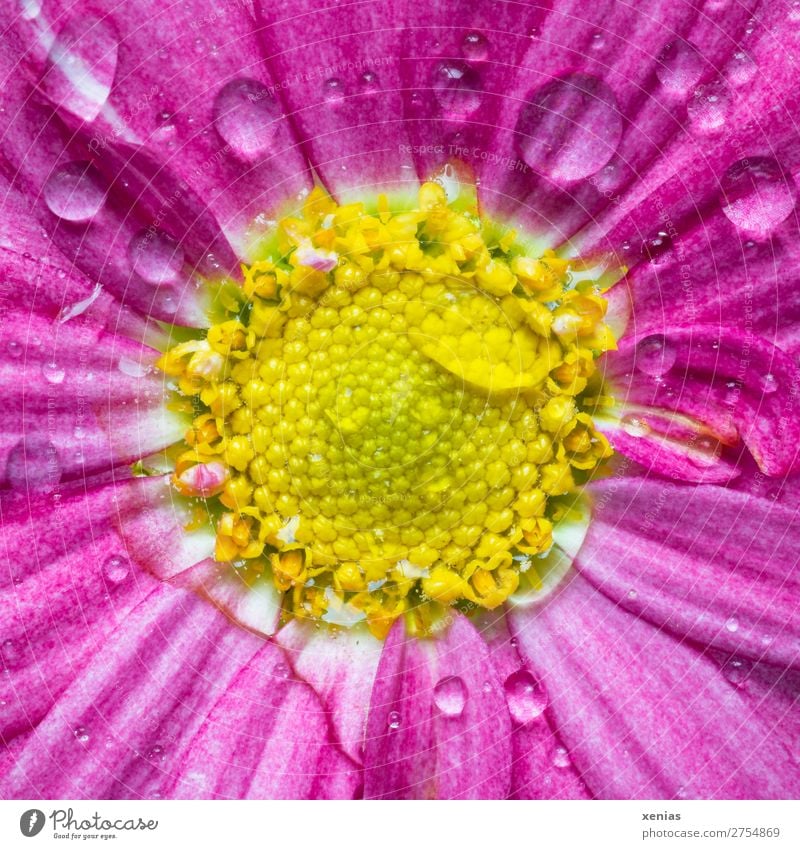 Pink daisy with drops of water Spring Summer Flower Blossom Marguerite Blossoming Wet Yellow Drops of water Common chicory Colour photo Studio shot