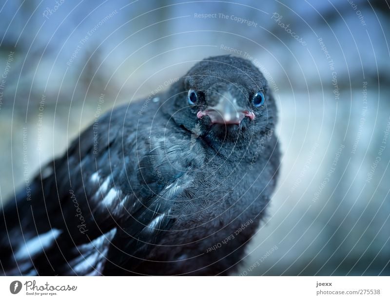 is what? Animal Bird 1 Baby animal Crouch Looking Blue Gray Black Raven birds Eyes Direct Staring Colour photo Exterior shot Close-up Deserted Contrast