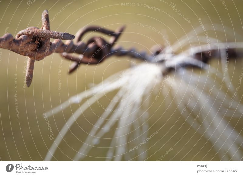 rust tip Fence horse hair Thorny Barbed wire fence Pasture fence Metal Steel Rust Old Brown Protection Pain Loneliness Captured Fear Colour photo Subdued colour