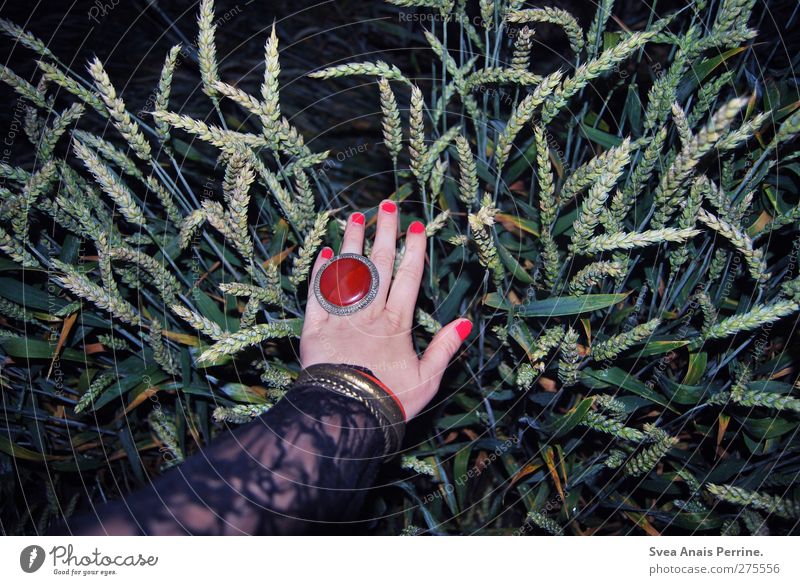 saturday night III Feminine Young woman Youth (Young adults) Arm Hand Fingers 1 Human being Grain Cornfield Fashion Lace Accessory Jewellery Ring To hold on