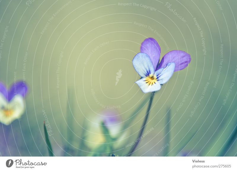 Hiddensee. Dreamy. Environment Nature Plant Blossom Pansy Violet Violet plants Colour photo Multicoloured Exterior shot Detail Copy Space left Blur