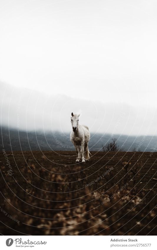 White horse in hillside Horse Nature Stand Fog Ground stallion equine Freedom Mane Farm Power Wild Beast Mammal Strong Gray Silver Beautiful Animal hoofed