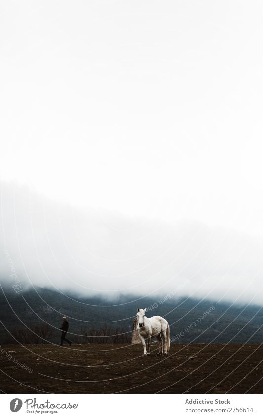 White horse in hillside Horse Nature Stand Fog Ground stallion equine Freedom Mane Farm Power Wild Beast Mammal Strong Gray Silver Beautiful Animal hoofed