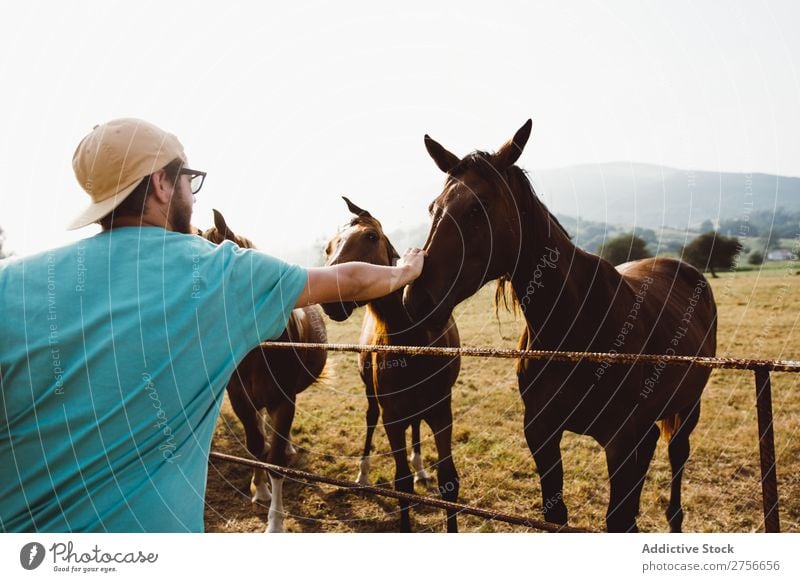 Man feeding horses Horse Herd Fence Landscape Farm Nature stallion Rural Field Animal Pasture Ranch Grass Mammal Brown Domestic equestrian equine Sunbeam