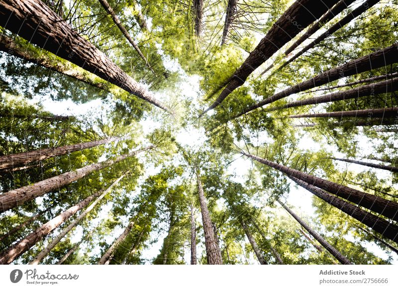 High woods in forest Tree Forest Height Green Nature Park Beautiful Light Sunbeam Natural Environment Vacation & Travel Landscape fir Leaf Wild scenery