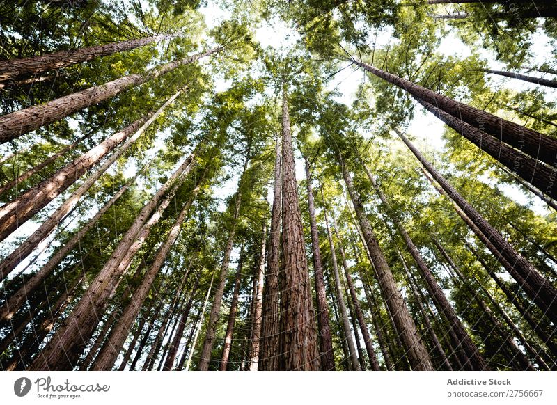 High woods in forest Tree Forest Height Green Nature Park Beautiful Light Sunbeam Natural Environment Vacation & Travel Landscape fir Leaf Wild scenery